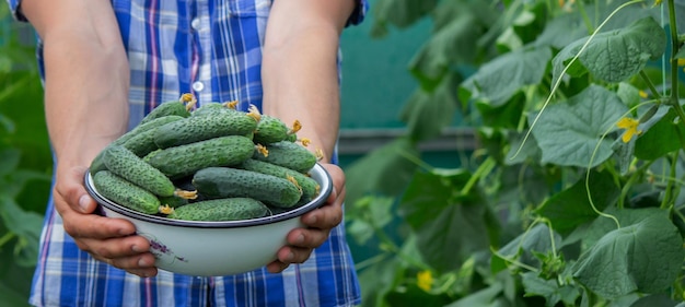 The farmer holds a bowl of freshly picked cucumbers in his hands