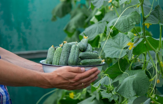 The farmer holds a bowl of freshly picked cucumbers in his hands