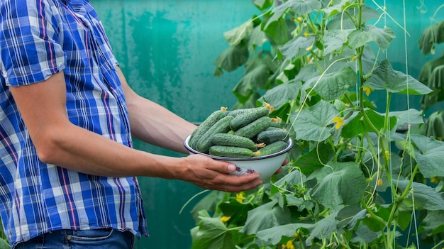 The farmer holds a bowl of freshly picked cucumbers in his hands