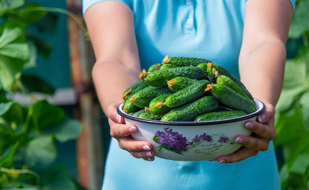 The farmer holds a bowl of freshly picked cucumbers in his hands