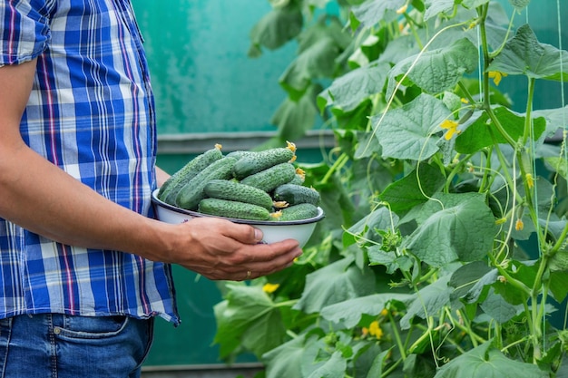 The farmer holds a bowl of freshly picked cucumbers in his hands