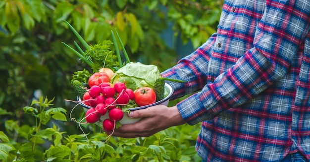 The farmer holds a crop of vegetables in his hands Selective focus