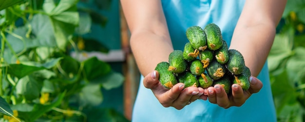 The farmer holds cucumbers in his hands on the background of the garden