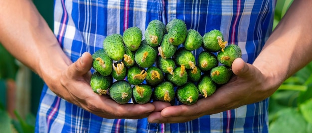 The farmer holds cucumbers in his hands on the background of the garden