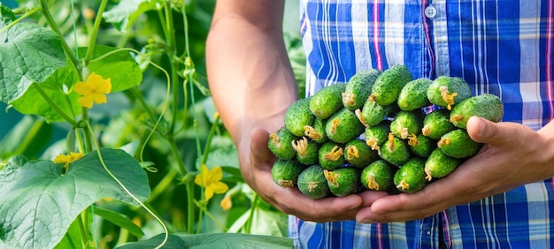 The farmer holds cucumbers in his hands on the background of the garden