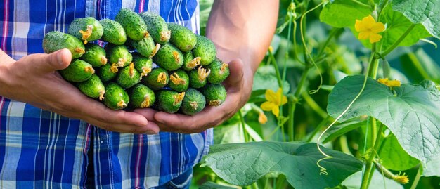 The farmer holds cucumbers in his hands on the background of the garden