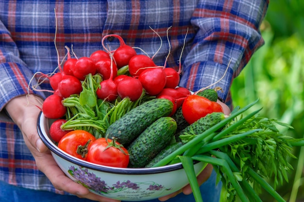 The farmer holds freshly picked vegetables in his hands