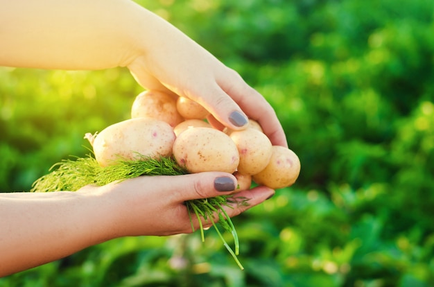 Farmer holds in his hands a young yellow potatoes. harvesting potato. seasonal work in the