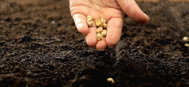 The farmer holds the seeds in his palms against the backdrop of fertile soil Growing vegetable seeds on seed soil in gardening metaphor agriculture concept Sowing seeds in open ground