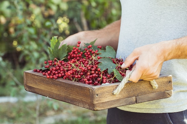 Farmer holds viburnum berries