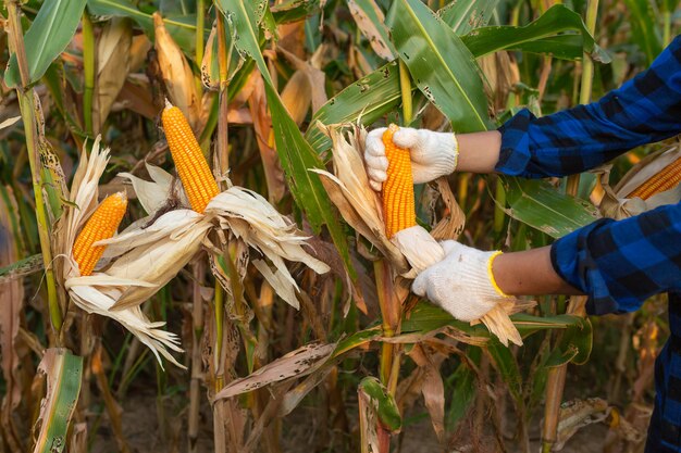 Farmer inspecting corn cob at his field, Corn for animal feed.