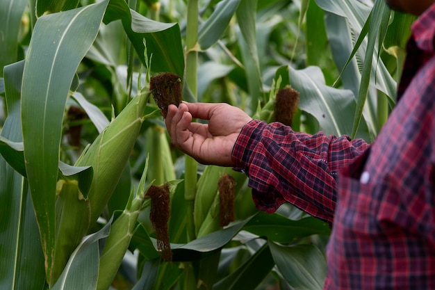 Farmer inspecting green maize corn