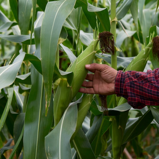 Farmer inspecting green maize corn