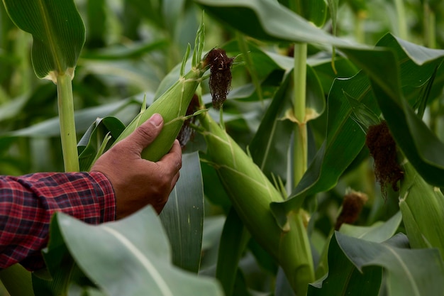 Farmer inspecting green maize corn