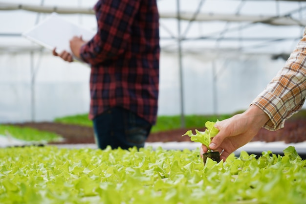 Farmer inspecting the organic farm