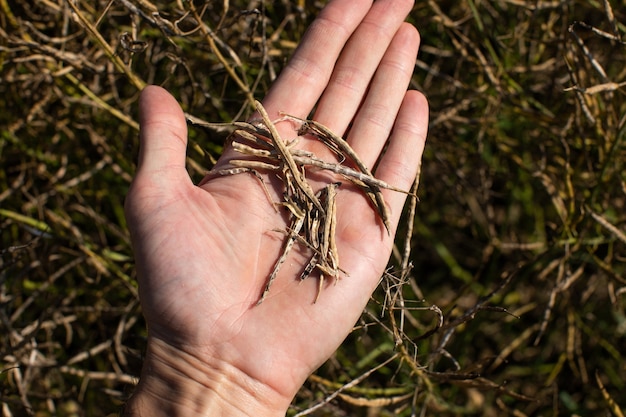 Farmer inspecting the ripe rapeseed before harvest