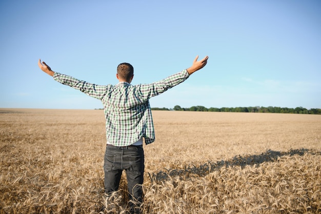 A farmer inspecting wheat in a field