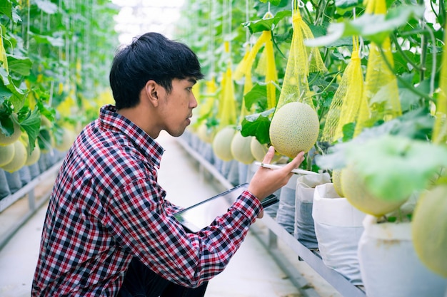 The farmer is checking the quality of the melon at the melon farm in a plastic house