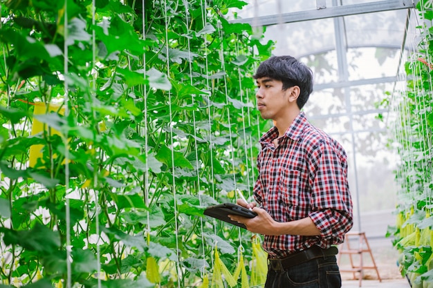 The farmer is checking the quality of the melon at the melon farm in a plastic house