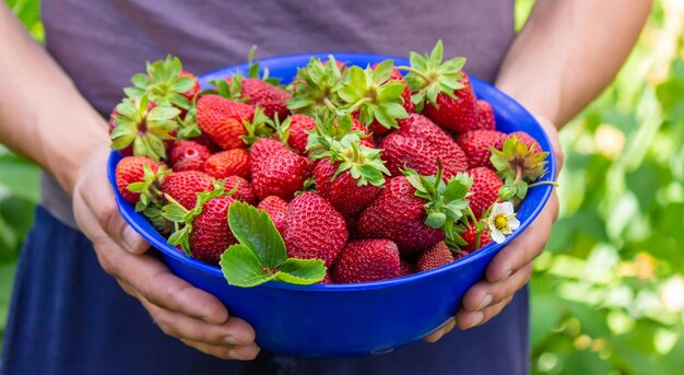 The farmer is holding a bowl of freshly picked strawberries