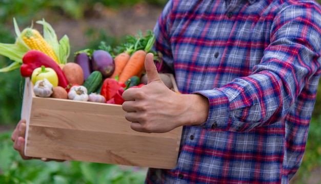 The farmer is holding a box of freshly picked vegetables Nature