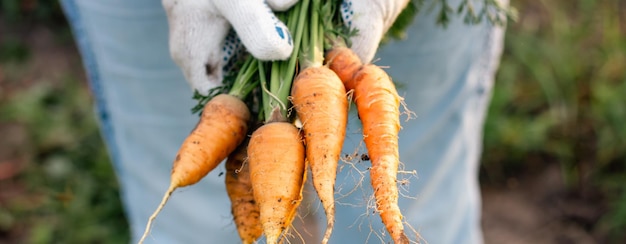 The farmer is holding a bunch of carrots in his hands Hands in protective gloves Seasonal vegetable harvest Autumn