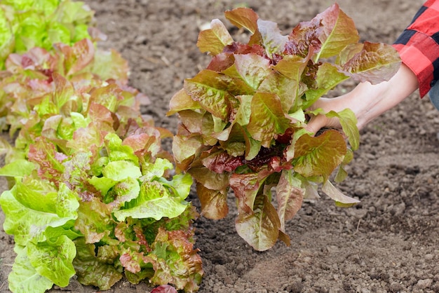 Farmer is picking lettuce with green and brown leaves in the garden