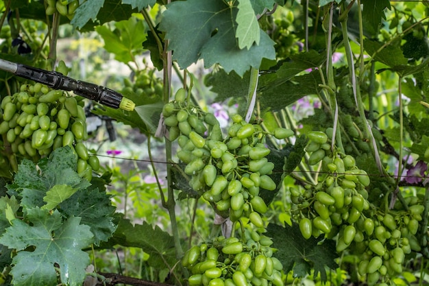 Farmer is protecting grape bushes from fungal disease with pressure sprayer and chemicals