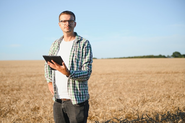 Farmer is standing in his growing wheat field He is examining crops after sowing