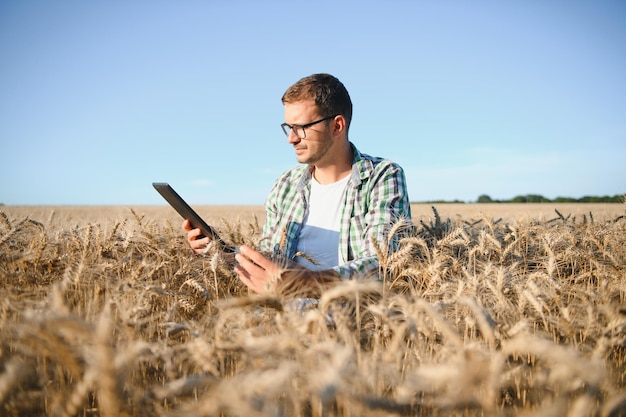 Farmer is standing in his growing wheat field He is examining crops after sowing