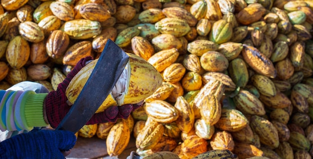 A farmer is using a knife to cut a ripe yellow cocoa pod Harvesting ripe yellow fresh cacao fruit