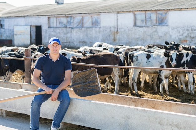 Farmer is working on farm with dairy cows