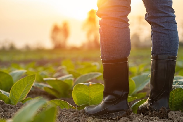 Farmer legs Farmer wearing black rubber boots and standing at the young tobacco field at sunset time Agriculture business concept