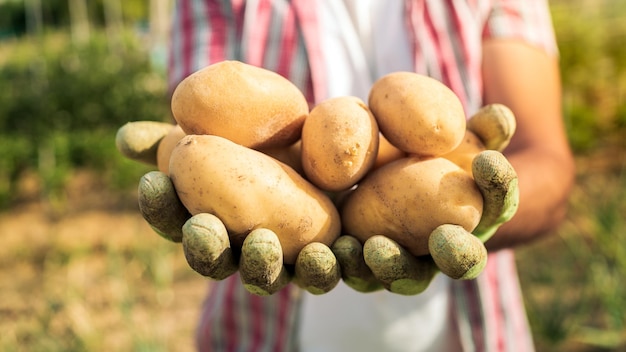 A farmer man with potatoes on hands stands in agricultural field Male worker