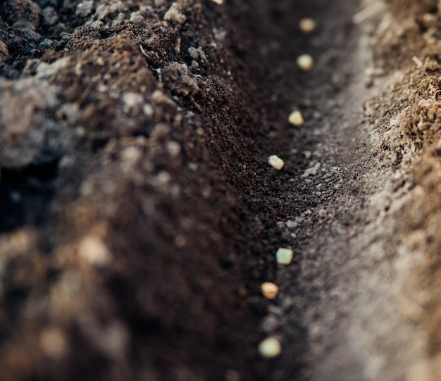 A farmer manually plants green pea seeds in the soil Gardening concept Spring vegetable planting season