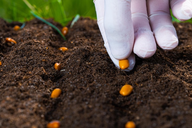 The farmer manually sows seeds on the soil closeup Farmer hand planting seeds selective focus