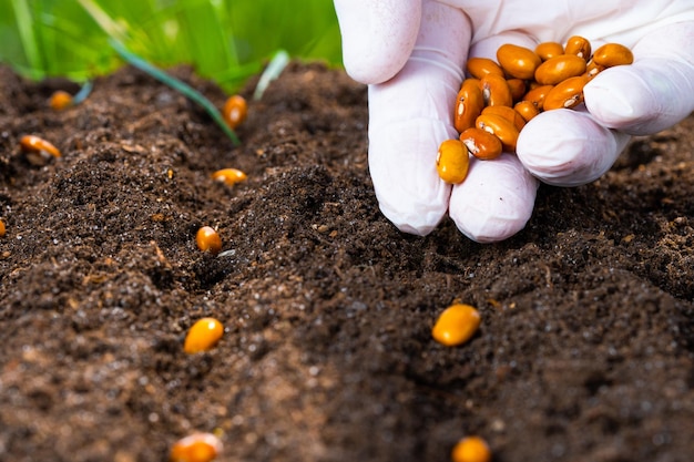 The farmer manually sows seeds on the soil closeup Farmer hand planting seeds selective focus