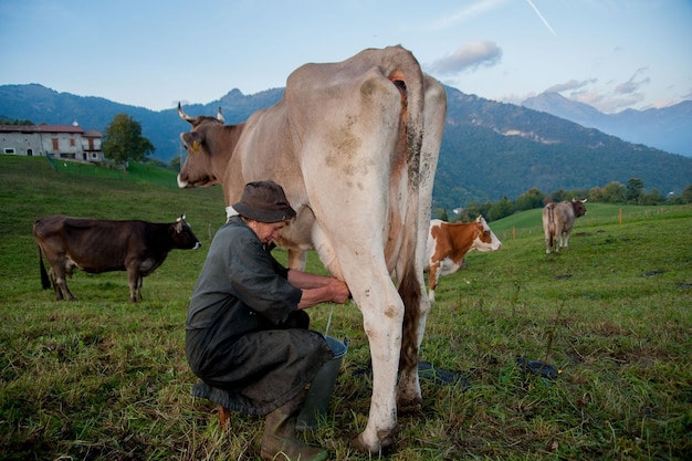 Farmer milking