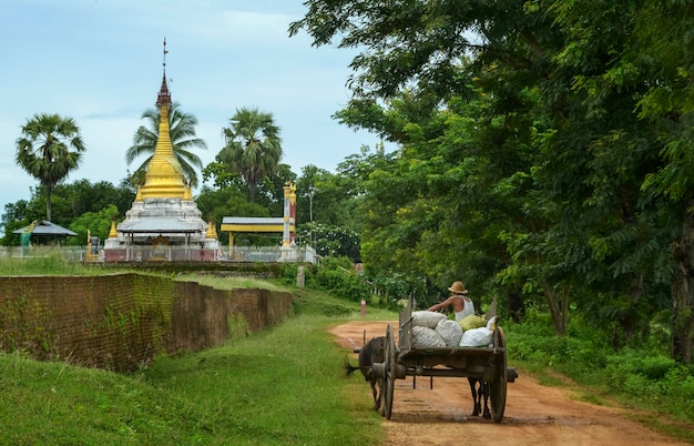 Farmer in Myanmar