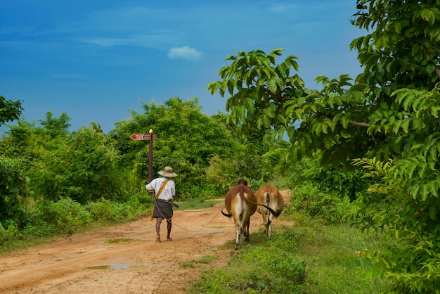 Farmer in Myanmar