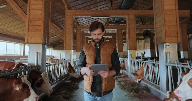 Farmer in orange vest using tablet computer in modern dairy farm facility cowshed Agribusiness owner checking data hold tabletPC in animal husbandry Milking manufacture professional concept