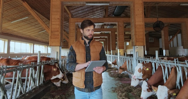 Farmer in orange vest using tablet computer in modern dairy farm facility cowshed Agribusiness owner checking data hold tabletPC in animal husbandry Milking manufacture professional concept