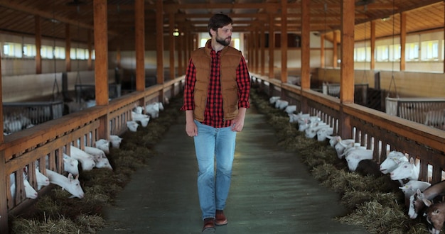 Farmer owner checking goats walking between stall rows inspecting health condition on farm