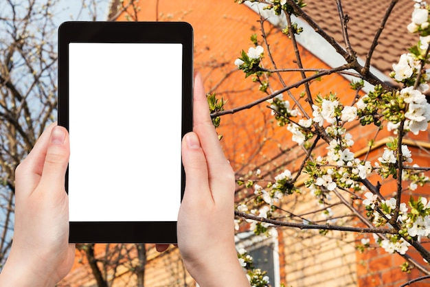 Farmer photographs flowering tree on backyard