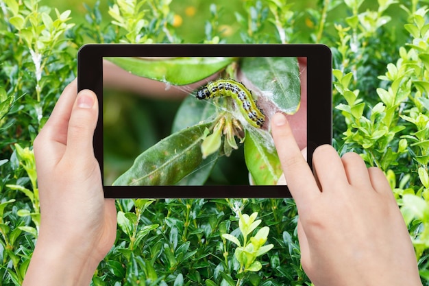 Farmer photographs larva of insect pest on boxwood