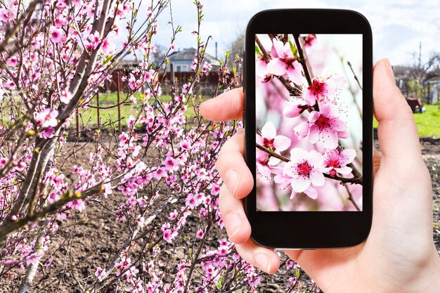 Farmer photographs pink peach flowers on tree