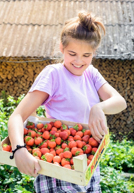 Farmer pick strawberries from a bush.