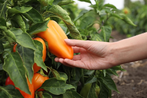 Farmer picking bell pepper from bush in field closeup Harvesting time