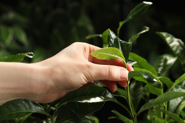 Farmer picking green tea leaves against dark background closeup