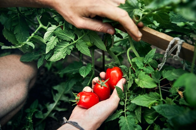 Farmer picking tomatoes